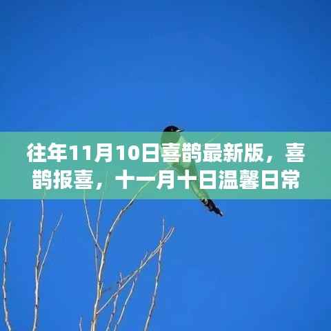 十一月十日喜鹊报喜,温馨日常故事更新揭秘