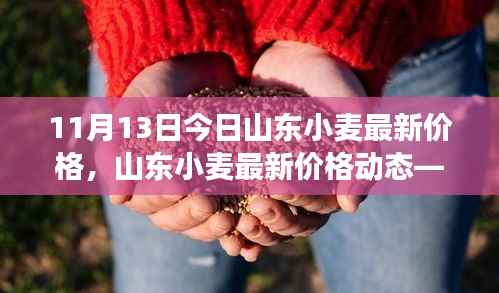 山东小麦最新价格动态分析(今日聚焦,市场趋势解析)