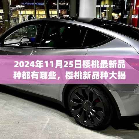 秋日探秘之旅,揭秘樱桃新品种,带你领略最新樱桃风味