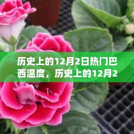 巴西历史上的12月2日温度变化,影响与观点分析