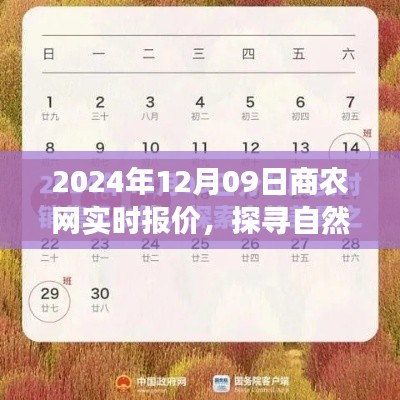 商农网实时报价探寻自然秘境启程心灵之旅(2024年12月09日)