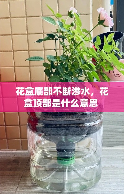 花盒底部不断渗水,花盒顶部是什么意思
