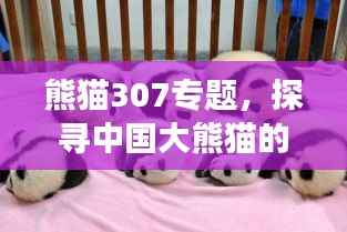 熊猫307专题,探寻中国大熊猫的传奇故事与独特魅力,自然之宝的魅力之旅