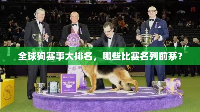 全球狗赛事大排名,哪些比赛名列前茅?