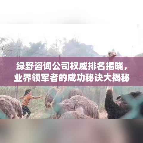 绿野咨询公司权威排名揭晓，业界领军者的成功秘诀大揭秘！
